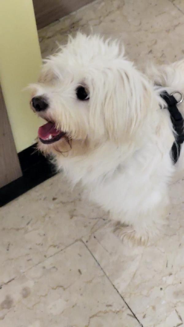 Splendida simil maltese - LUNA Foto 4